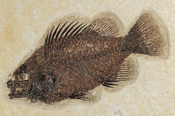 Fossil Fish (Cockerellites) - Green River Formation #189254